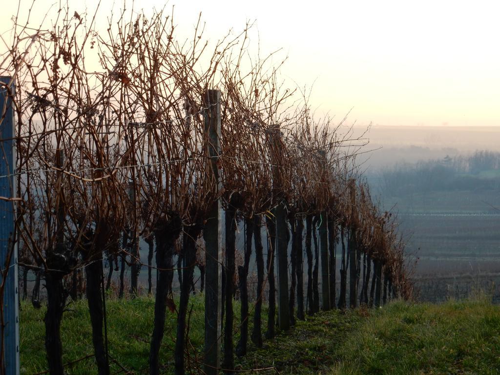 Отель Pension Rudi - Weingut Kellner Pulkau Экстерьер фото